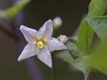 Yellow Nightshade